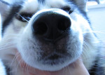Lucca, husky, heeft een rood gebied tussen neus en bovenlip,wat bij atopie hoort. Hij krijgt efavet en huisstofmijt.